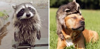 32 fotos que provam que os guaxinins são os animais mais adoráveis de sempre