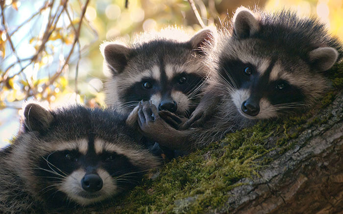 inspiringlife.pt - 32 fotos que provam que os guaxinins são os animais mais adoráveis de sempre