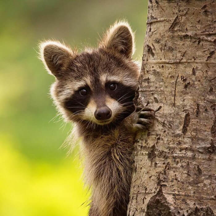 inspiringlife.pt - 32 fotos que provam que os guaxinins são os animais mais adoráveis de sempre