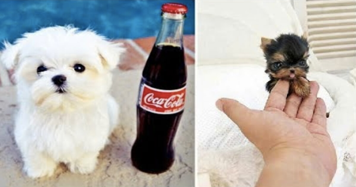 7-cachorros-pequenos-do-mundo