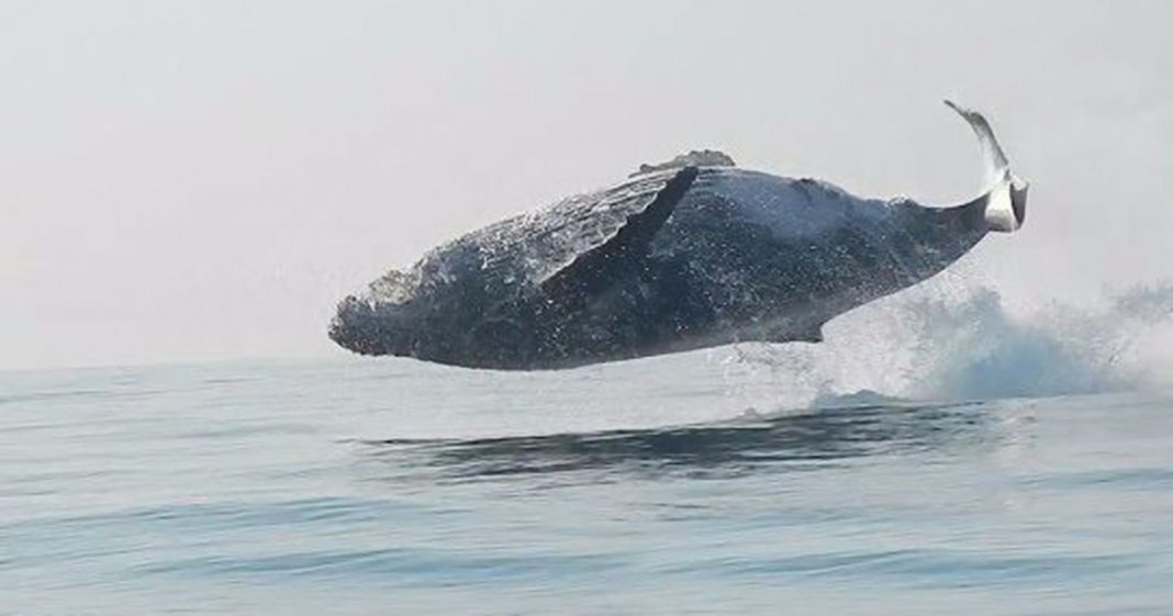 Baleia-jubarte é filmada a saltar completamente fora de água e torna-se viral na internet