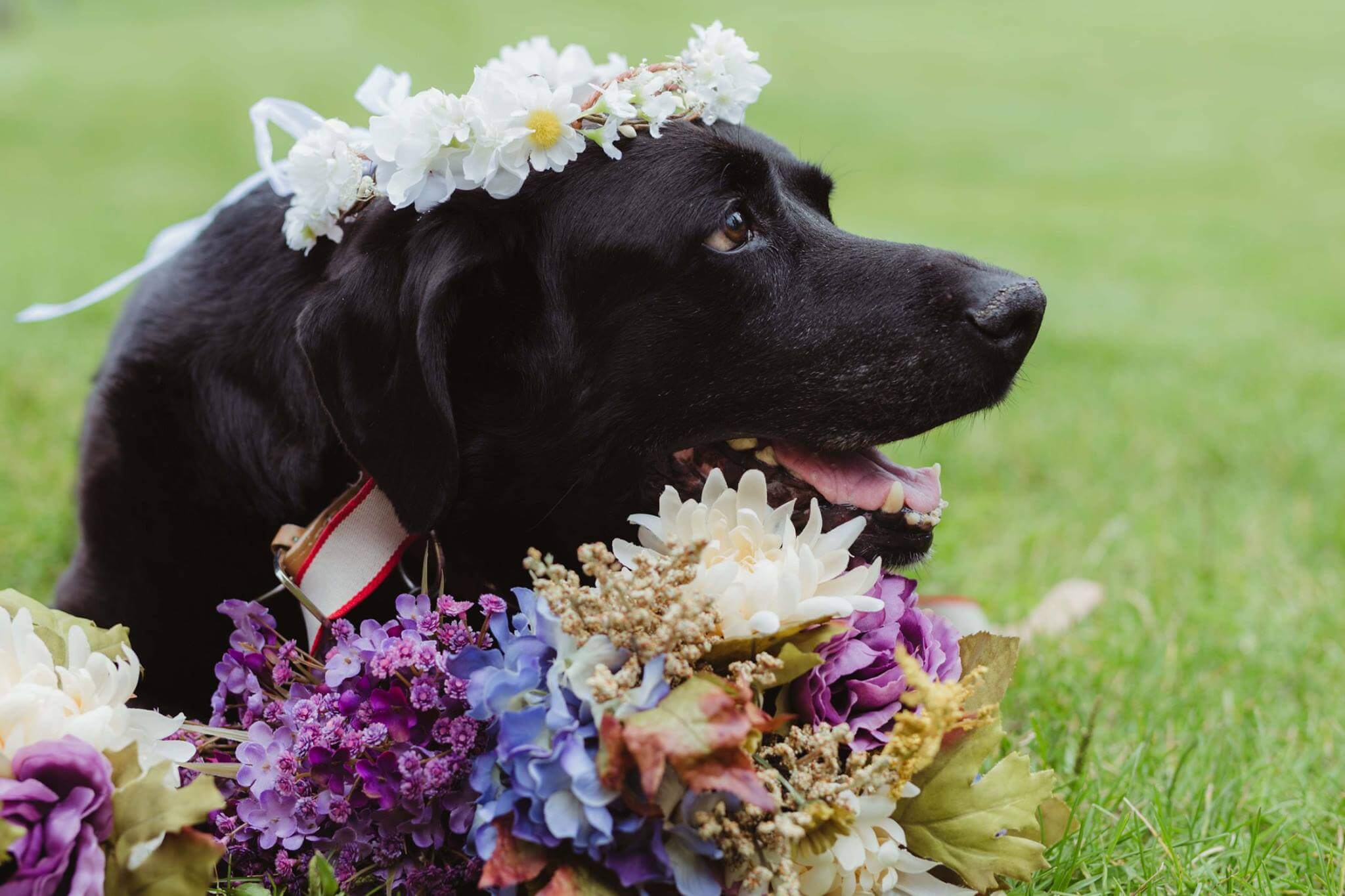 inspiringlife.pt - Cachorro com doença em fase terminal acompanha dona no seu casamento