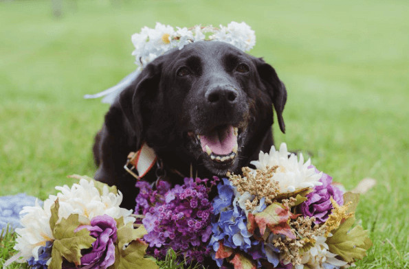 inspiringlife.pt - Cachorro com doença em fase terminal acompanha dona no seu casamento