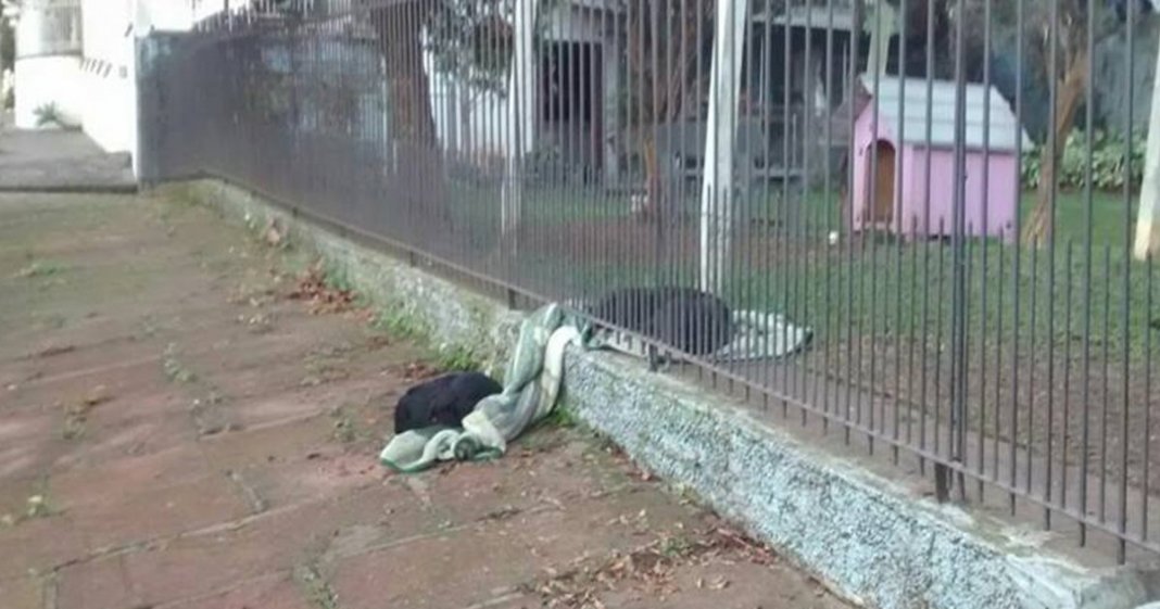 Cadela partilha o seu novo cobertor com um cãozinho de rua e dá verdadeira lição de vida