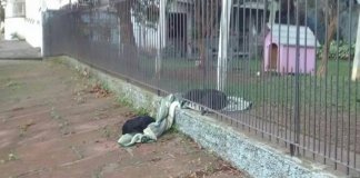 Cadela partilha o seu novo cobertor com um cãozinho de rua e dá verdadeira lição de vida