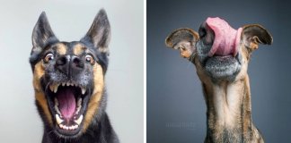 9 fotos de cães tiradas em momentos geniais