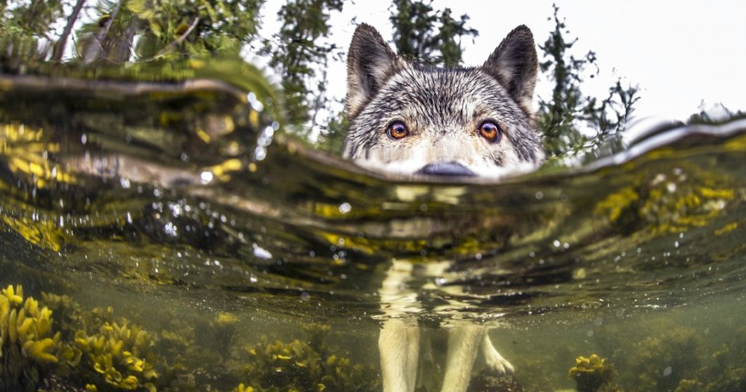 Lobos raros vivem no oceano e conseguem nadar horas e horas a fio