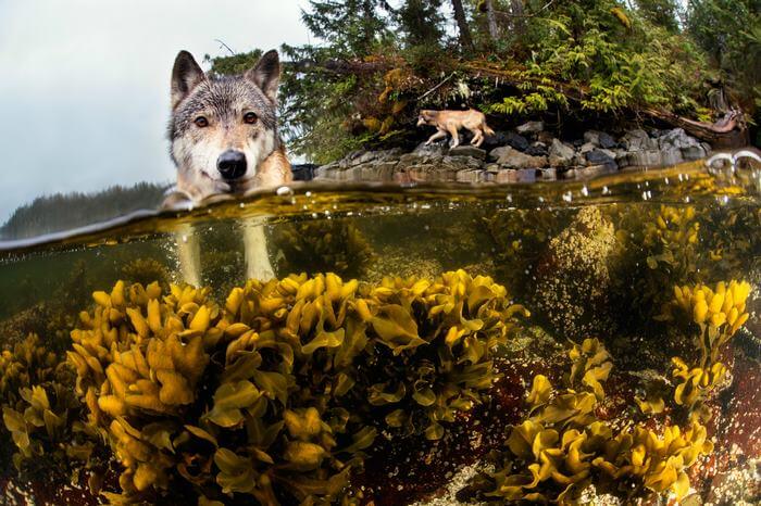 inspiringlife.pt - Lobos raros vivem no oceano e conseguem nadar horas e horas a fio