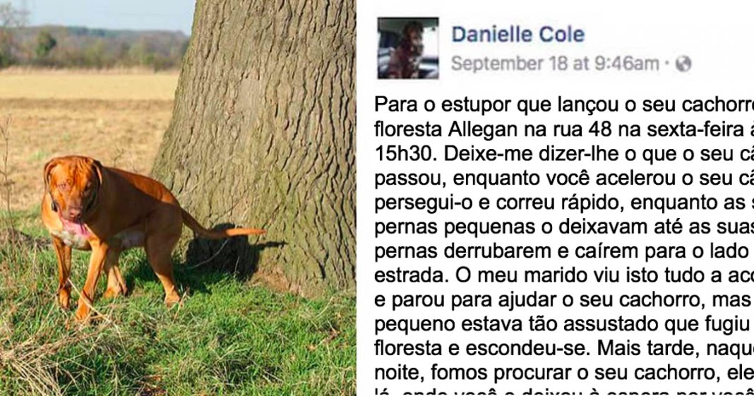 Mulher salva cachorro abandonado à beira da estrada e escreve texto emotivo ao ex-dono