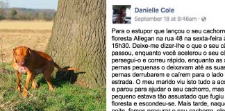 Mulher salva cachorro abandonado à beira da estrada e escreve texto emotivo ao ex-dono