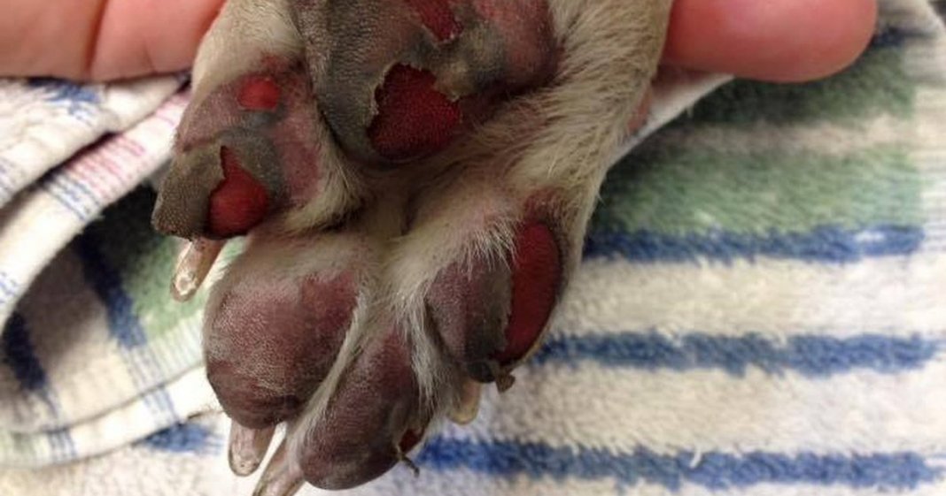 Os danos que um chão demasiado quente pode fazer às patas do teu cachorro