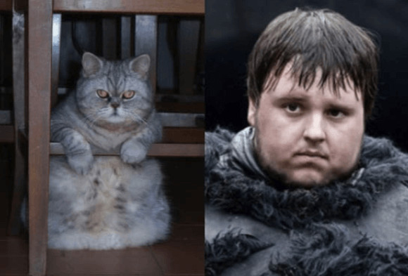 inspiringlife.pt - 10 animais que se parecem com personagens de "Game of Thrones"