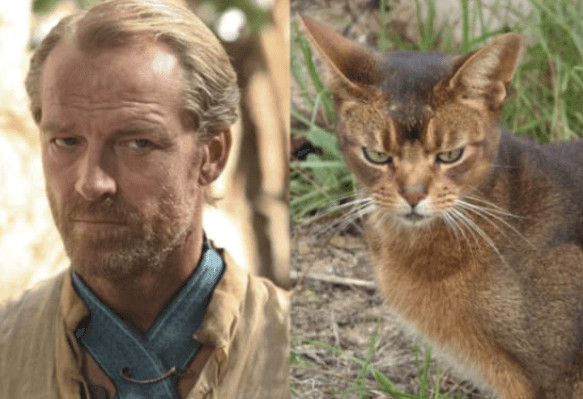 inspiringlife.pt - 10 animais que se parecem com personagens de "Game of Thrones"