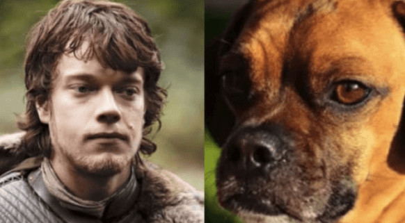 inspiringlife.pt - 10 animais que se parecem com personagens de "Game of Thrones"