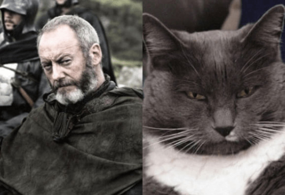 inspiringlife.pt - 10 animais que se parecem com personagens de "Game of Thrones"