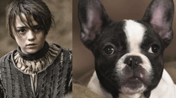 inspiringlife.pt - 10 animais que se parecem com personagens de "Game of Thrones"