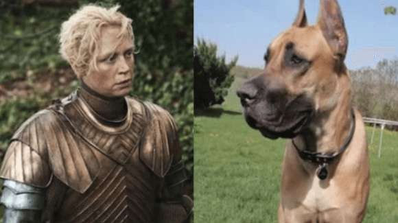 inspiringlife.pt - 10 animais que se parecem com personagens de "Game of Thrones"