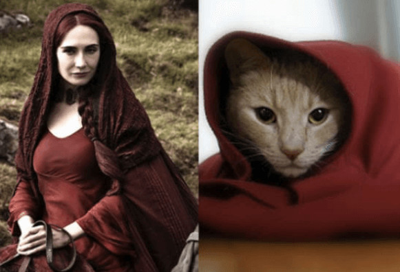 inspiringlife.pt - 10 animais que se parecem com personagens de "Game of Thrones"