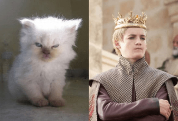 inspiringlife.pt - 10 animais que se parecem com personagens de "Game of Thrones"