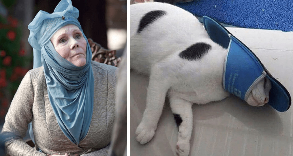 inspiringlife.pt - 10 animais que se parecem com personagens de "Game of Thrones"