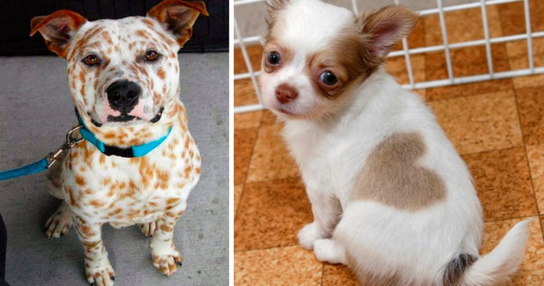 18 cachorros adoráveis com uma pelagem única personalizada pela Natureza