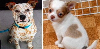 18 cachorros adoráveis com uma pelagem única personalizada pela Natureza