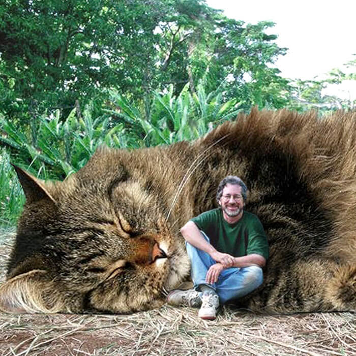 inspiringlife.pt - 21 montagens hilariantes de gatos a "substituirem" os dinossauros em Jurassic Park