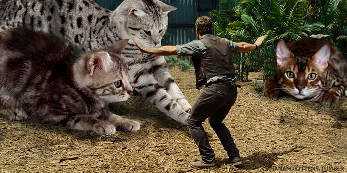 inspiringlife.pt - 21 montagens hilariantes de gatos a "substituirem" os dinossauros em Jurassic Park