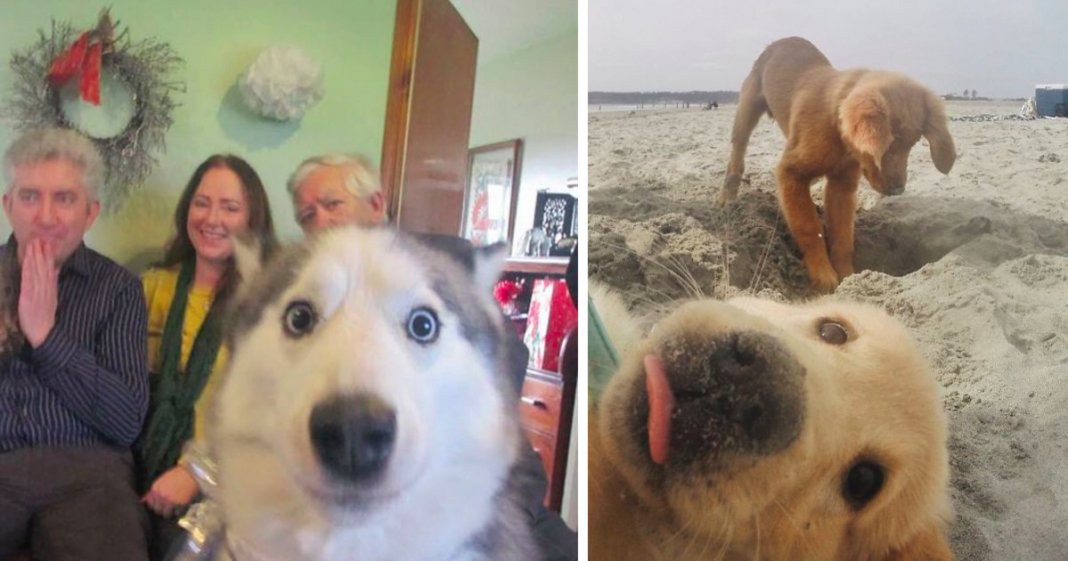 24 fotografias “arruinadas” por cachorros hilariantes