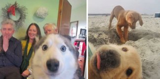 24 fotografias “arruinadas” por cachorros hilariantes