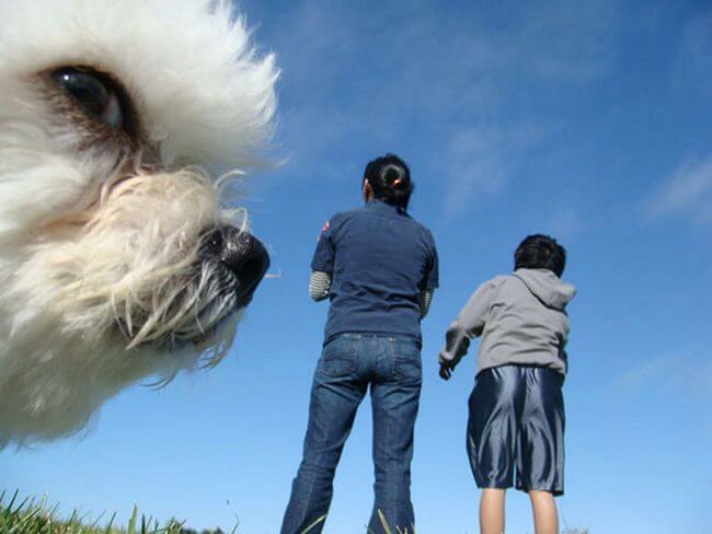 inspiringlife.pt - 24 fotografias "arruinadas" por cachorros hilariantes