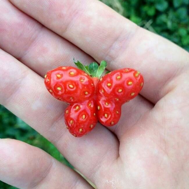 inspiringlife.pt - 25 frutas e vegetais com formas tão estranhas que te vão obrigar a olhar duas vezes