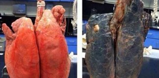 7 dicas para limpares os teus pulmões