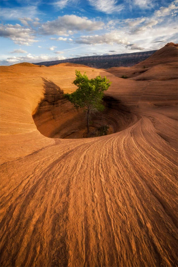 inspiringlife.pt - 21 árvores que teimam em não sair do sítio