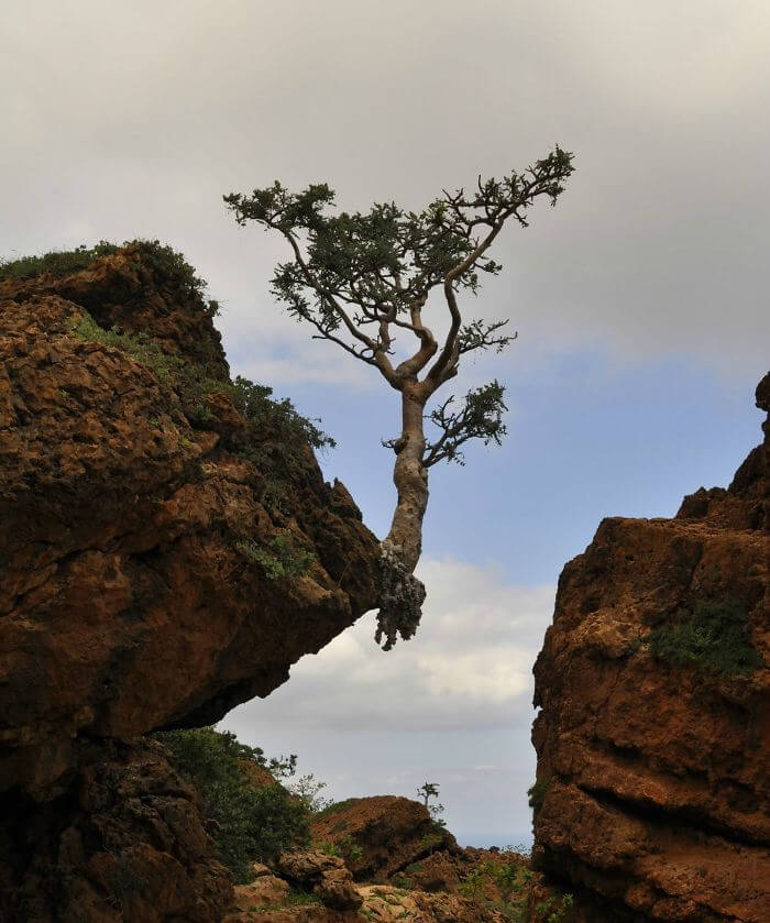 inspiringlife.pt - 21 árvores que teimam em não sair do sítio