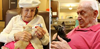 Centro de abrigo de animais e lar de idosos unem-se para salvar gatinhos recém-nascidos