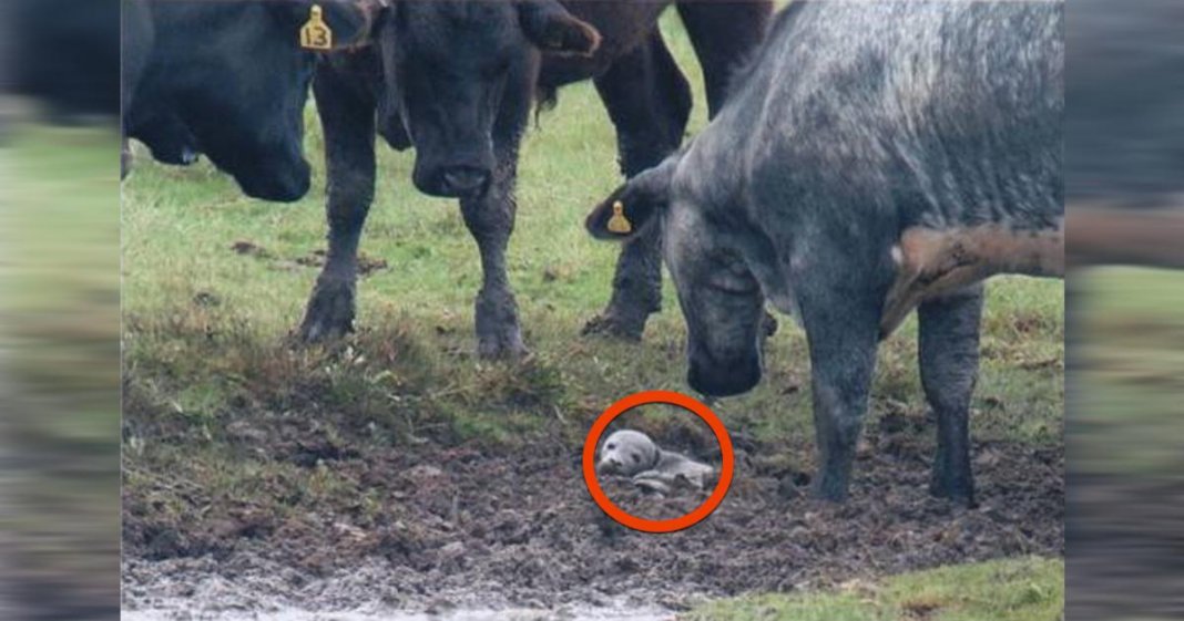 Foca bebé perdida é resgata graças a um grupo de vacas