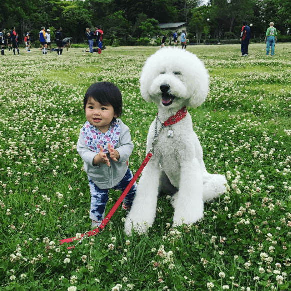 inspiringlife.pt - Menina e o seu poodle tornam-se virais nas redes sociais pela sua imensa fofura