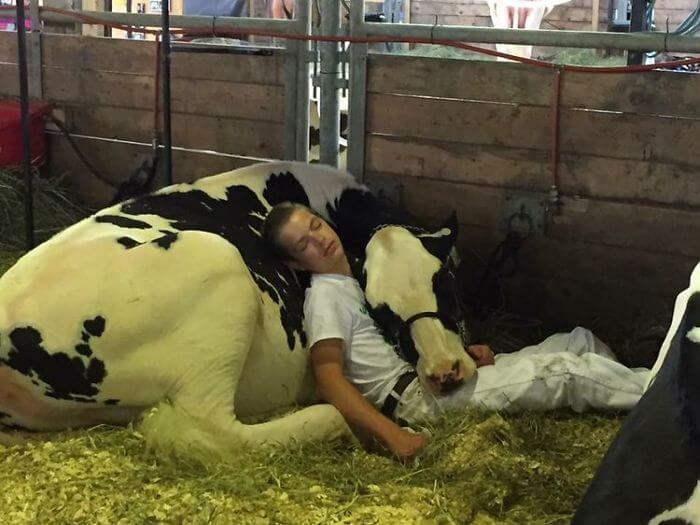 inspiringlife.pt - Rapaz a dormir com a sua vaca depois de um dia de feira torna-se viral nas redes sociais