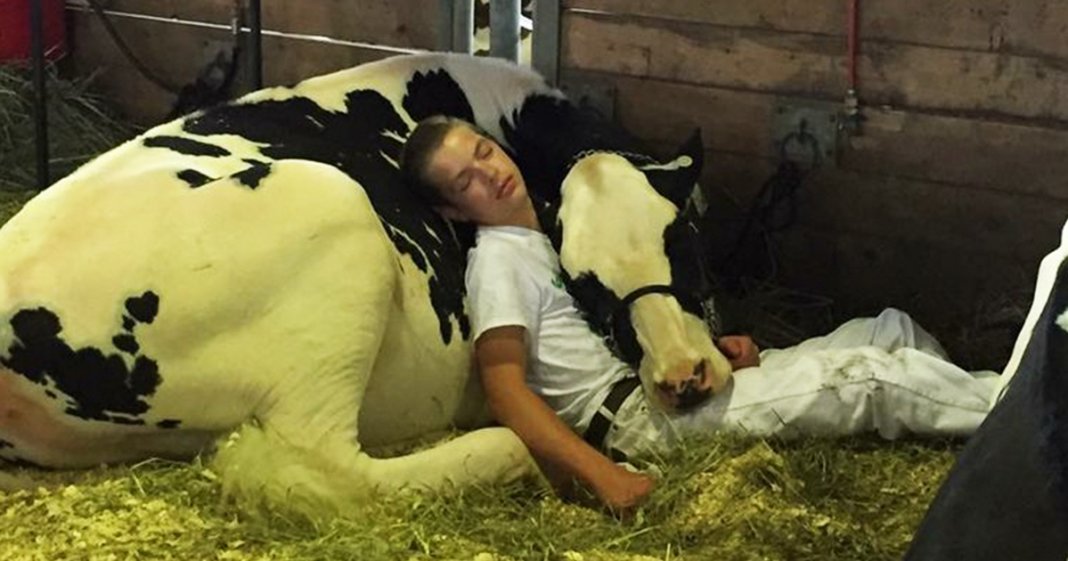 Rapaz a dormir com a sua vaca depois de um dia de feira torna-se viral nas redes sociais