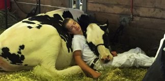 Rapaz a dormir com a sua vaca depois de um dia de feira torna-se viral nas redes sociais