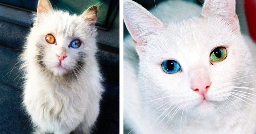 12 gatos com olhos absolutamente fantásticos e únicos