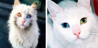 12 gatos com olhos absolutamente fantásticos e únicos