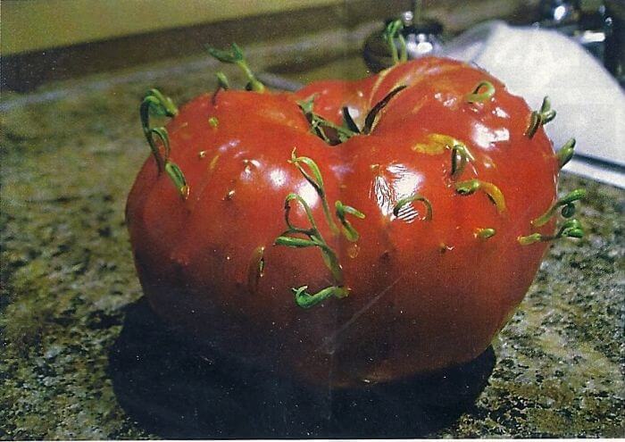 inspiringlife.pt - 14 vegetais e frutas que decidiram começar a brotar cedo demais
