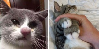 19 gatos que sofreram na pele a “ira” das abelhas