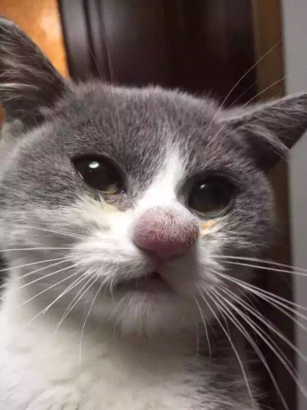 inspiringlife.pt - 19 gatos que sofreram na pele a "ira" das abelhas