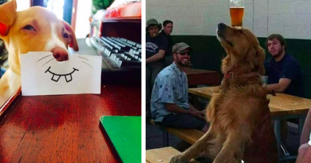 20 cachorros tão fantásticos que te vão fazer esquecer todos os teus problemas