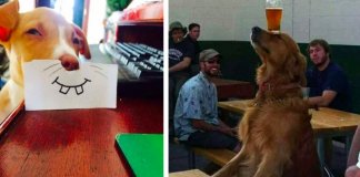 20 cachorros tão fantásticos que te vão fazer esquecer todos os teus problemas