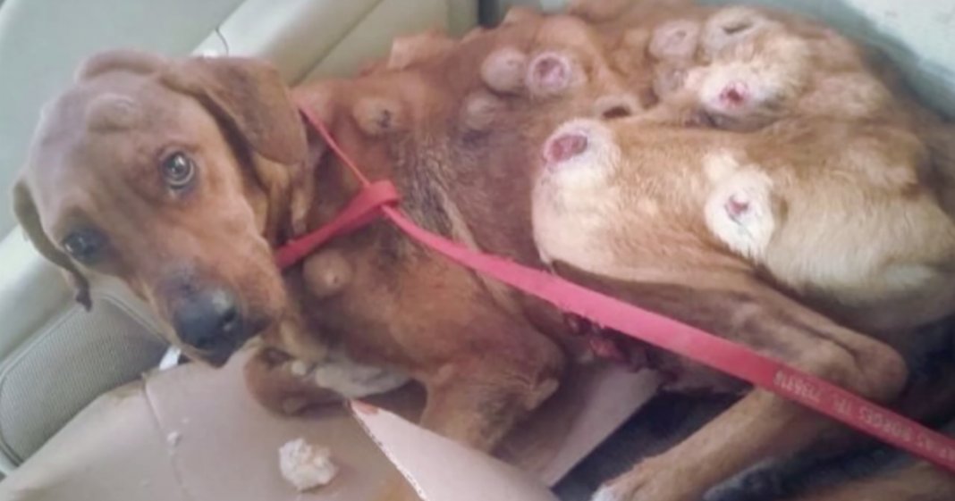 Cachorro coberto de tumores tem incrível recuperação depois de ser resgatado