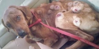 Cachorro coberto de tumores tem incrível recuperação depois de ser resgatado